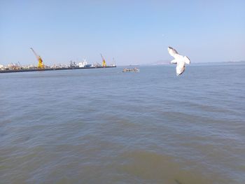 Birds flying over water against clear sky