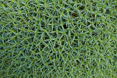 Full frame shot of grass