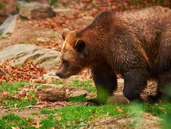 Brown grizzly bear is roaming its sizable enclosure while masked people observe at the bronx zoo