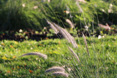 Close-up of snake on field