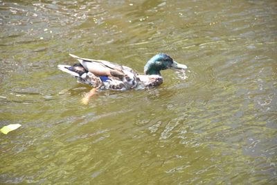 High angle view of mallard ducks swimming in lake