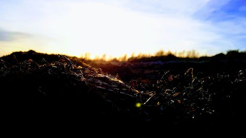 Close-up of plants on field against sky during sunset