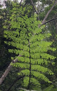 Scenic view of trees growing in forest