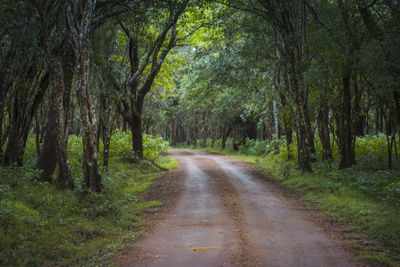 Road amidst trees in forest