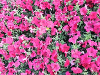 Full frame shot of pink flowering plants