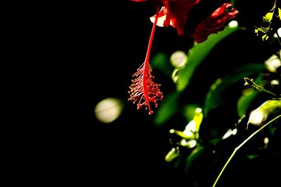 Close-up of fresh red tree against black background