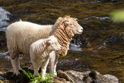 Sheep standing on rock