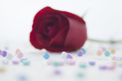 Close-up of multi colored roses against white background