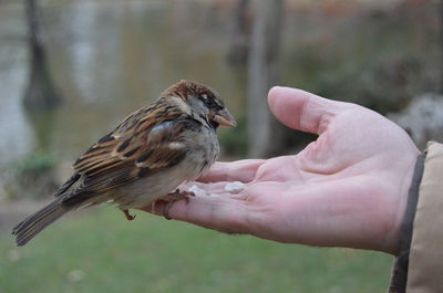 Cropped image of hand feeding sparrow