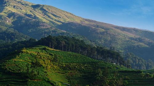 Scenic view of agricultural landscape against sky