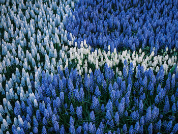 Full frame shot of plants