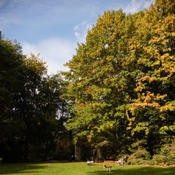 Cows grazing on field against trees