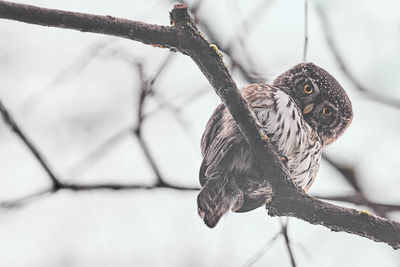 Isolated eurasian pygmy owl perching on a branch