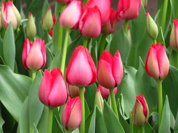 Close-up of pink tulips