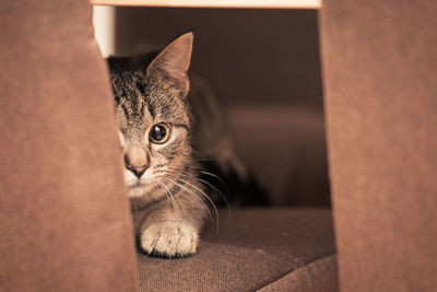 Close-up portrait of a cat