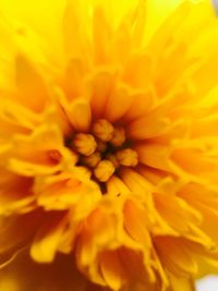 Close-up of yellow flower blooming outdoors