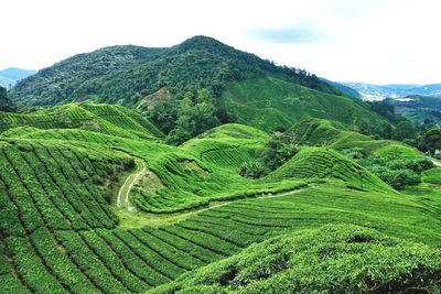 Scenic view of green landscape against sky