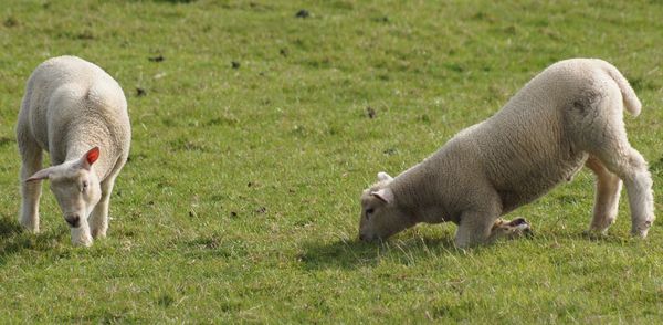 Sheep grazing in a field