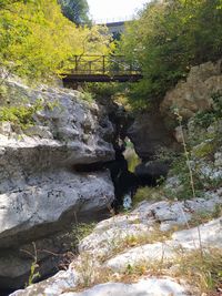 Rock formation amidst trees in forest