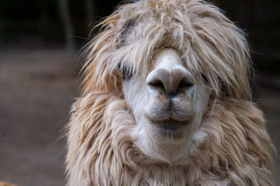 Close-up portrait of a horse