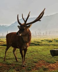 Deer standing on field