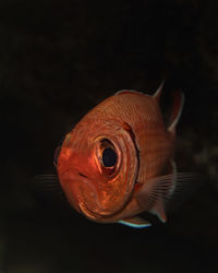Myripristis jacobus, the black bar soldierfish