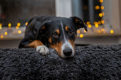 Close-up of dog resting