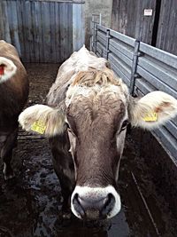 Close-up of goat
