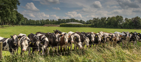 Cows grazing on field against sky