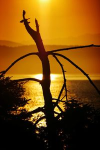 Silhouette of tree against sky during sunset