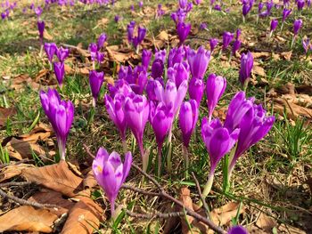Close-up of purple crocus blooming on field