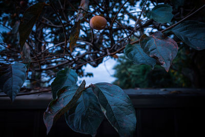 Close-up of leaves on tree during winter