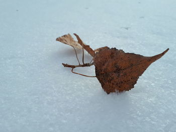Close-up of snow on leaf during winter