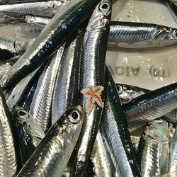 Close-up of fish in water