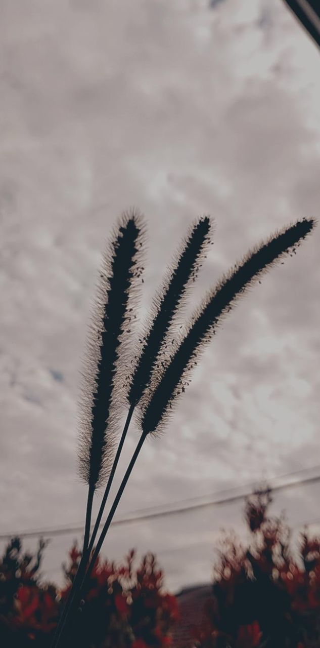 plant, nature, sky, cloud, leaf, flower, growth, no people, beauty in nature, grass, close-up, focus on foreground, macro photography, outdoors, tree, day, tranquility, branch