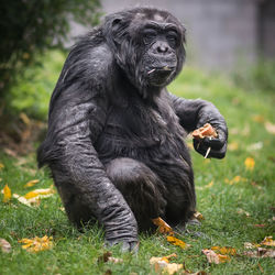 Chimpanzee sitting on field