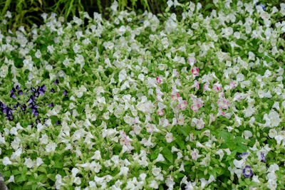 High angle view of white flowering plants