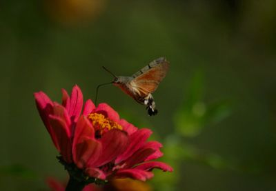 Close-up of butterfly on flower