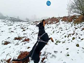Woman with dog on snow covered field