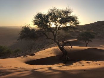 Tree on sand dune in desert against sky