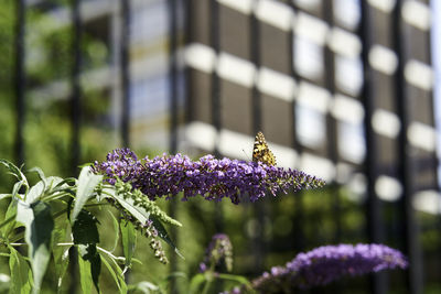 Close-up of purple flowering plant