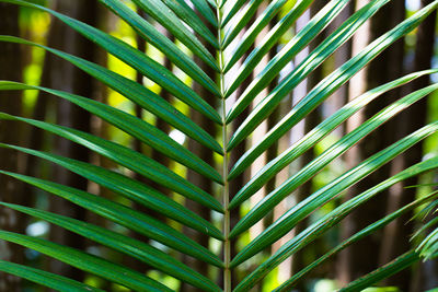 Full frame shot of palm tree