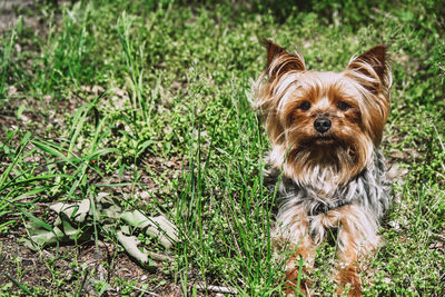 Portrait of dog on field