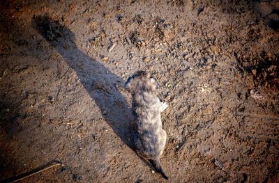 High angle view of dog in mud