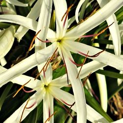 Close-up of white flowers