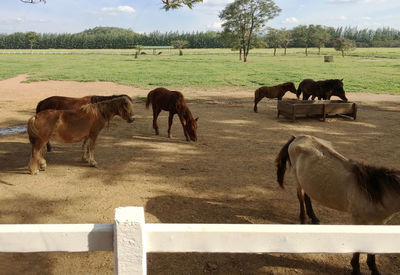 Horses grazing on field against sky