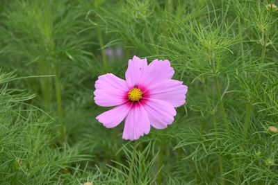 Close-up of pink flower on field