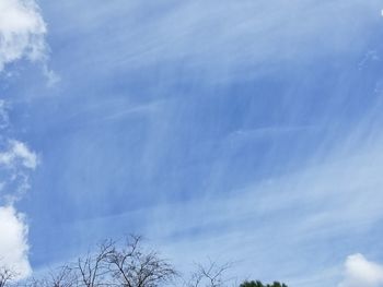 Low angle view of trees against blue sky