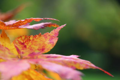 Close-up of orange maple leaves