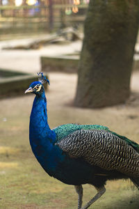 Close-up of a peacock